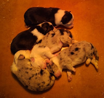 Les chiots de Border Collie