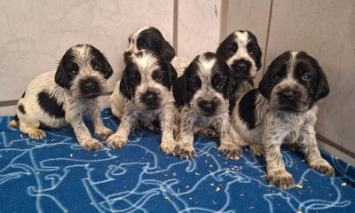 Les chiots de Cocker Spaniel Anglais