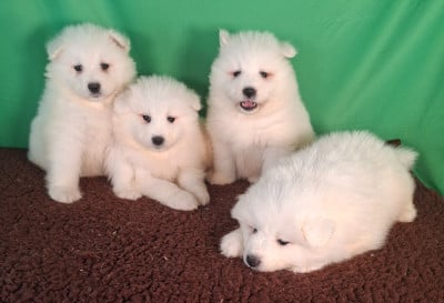 Les chiots de Samoyède