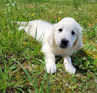 Les chiots de Golden Retriever
