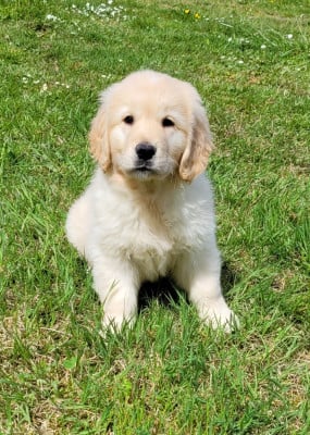Les chiots de Golden Retriever