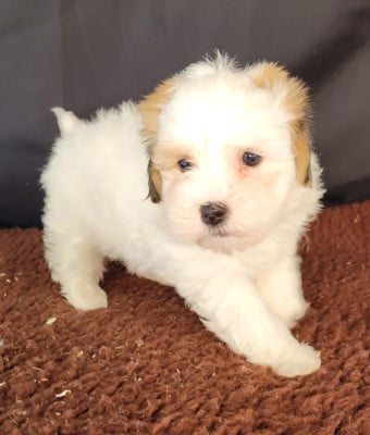Les chiots de Coton de Tulear