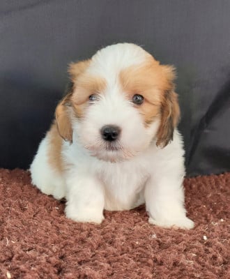Les chiots de Coton de Tulear
