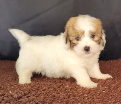 Les chiots de Coton de Tulear