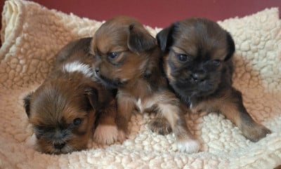 Les chiots de Lhassa Apso