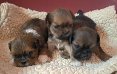 Les chiots de Lhassa Apso
