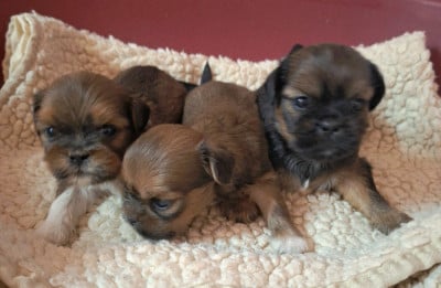 Les chiots de Lhassa Apso