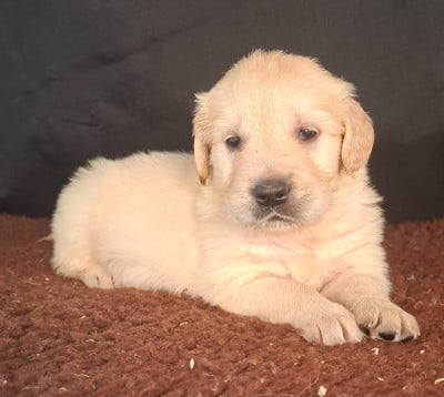 Les chiots de Golden Retriever