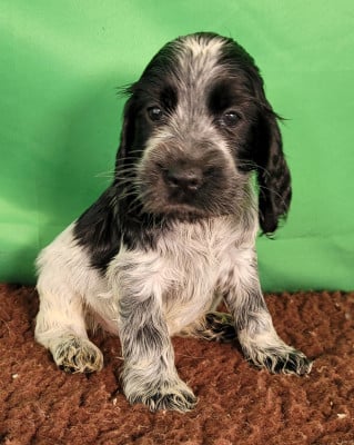 Les chiots de Cocker Spaniel Anglais