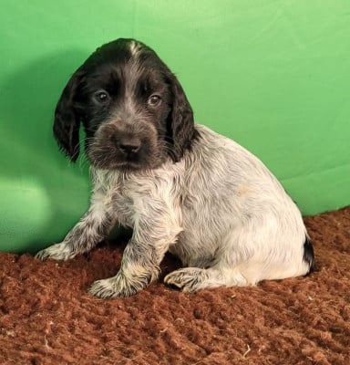 Les chiots de Cocker Spaniel Anglais