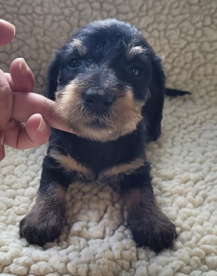 Les chiots de Teckel poil dur