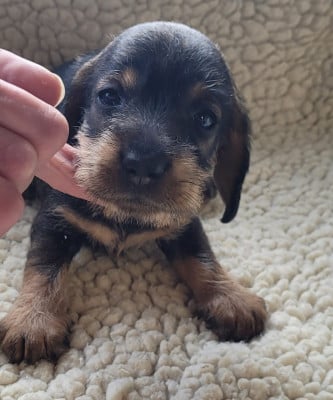 Les chiots de Teckel poil dur