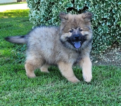Les chiots de Eurasier
