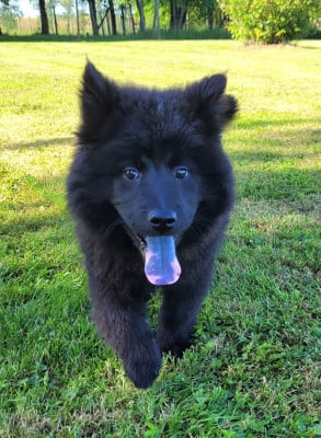 Les chiots de Eurasier