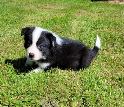 Femelle noire et blanche 1 - Border Collie