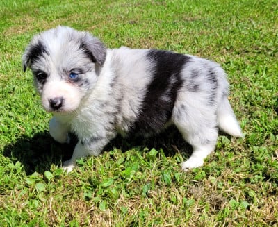 Femelle bleu 1 - Border Collie