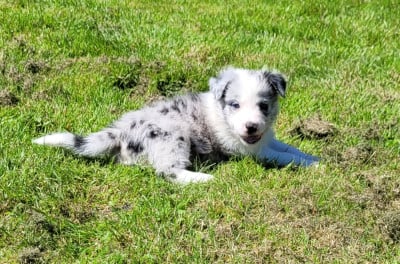 Femelle bleu 2 - Border Collie