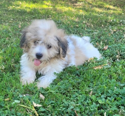 Les chiots de Coton de Tulear
