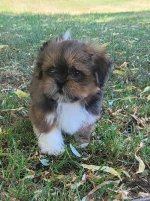 Les chiots de Lhassa Apso