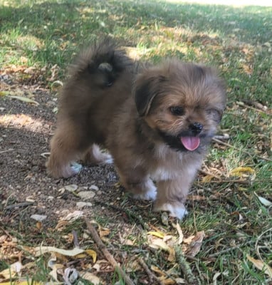 Les chiots de Lhassa Apso