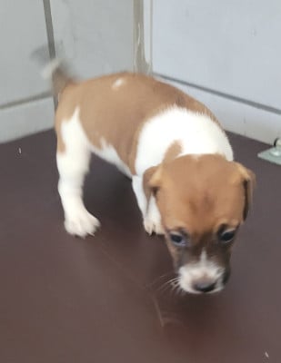 Les chiots de Jack Russell Terrier