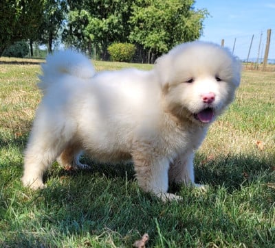 Les chiots de Akita americain