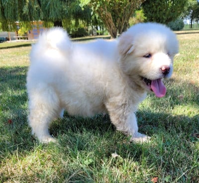 Les chiots de Akita americain