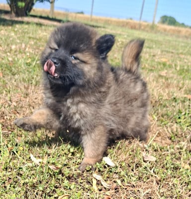 Les chiots de Eurasier