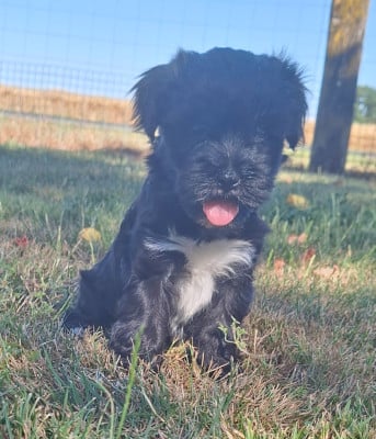 Les chiots de Terrier Tibetain