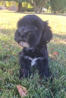 Les chiots de Terrier Tibetain