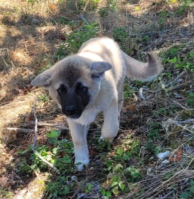 Les chiots de Akita americain