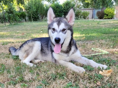 Les chiots de Alaskan Malamute