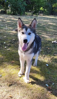 Les chiots de Alaskan Malamute