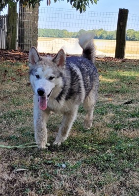 Les chiots de Alaskan Malamute