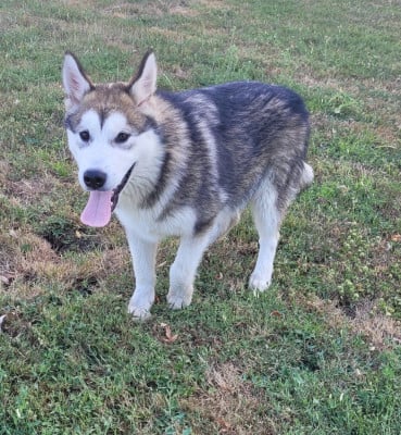 Les chiots de Alaskan Malamute