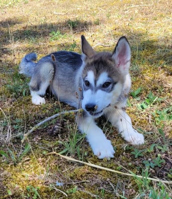 Les chiots de Alaskan Malamute