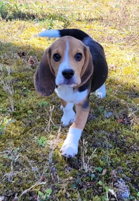 Les chiots de Beagle