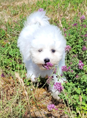 Les chiots de Bichon Frise