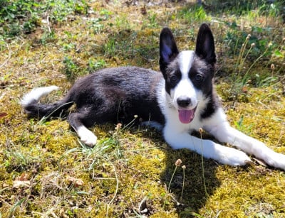 Les chiots de Border Collie