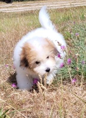 Les chiots de Coton de Tulear