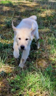 Les chiots de Golden Retriever
