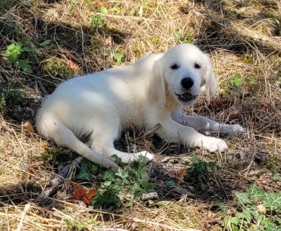 Les chiots de Golden Retriever