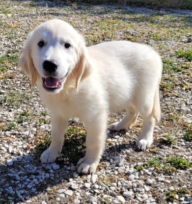Les chiots de Golden Retriever