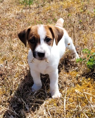 Les chiots de Jack Russell Terrier