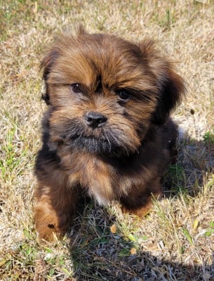 Les chiots de Lhassa Apso