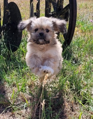 Les chiots de Lhassa Apso