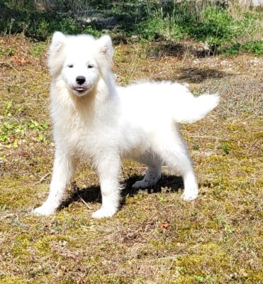 Les chiots de Samoyède
