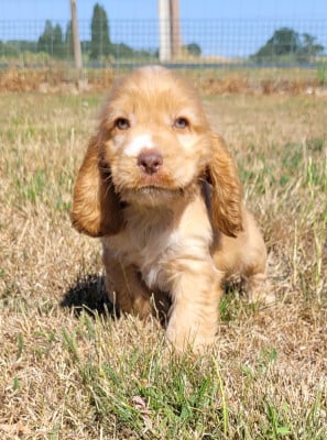 Les chiots de Cocker Spaniel Anglais