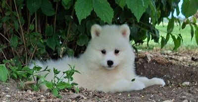 Les chiots de Samoyède