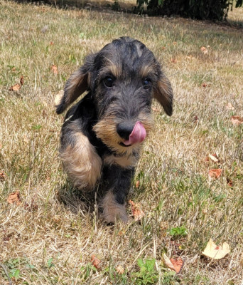 Les chiots de Teckel poil dur